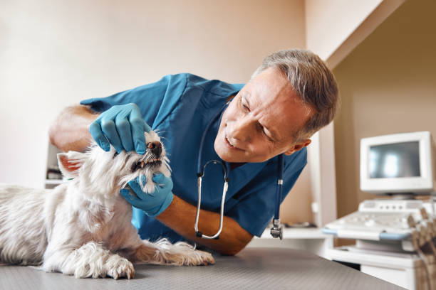 Best After-Hours Dental Care in Westminster, TX